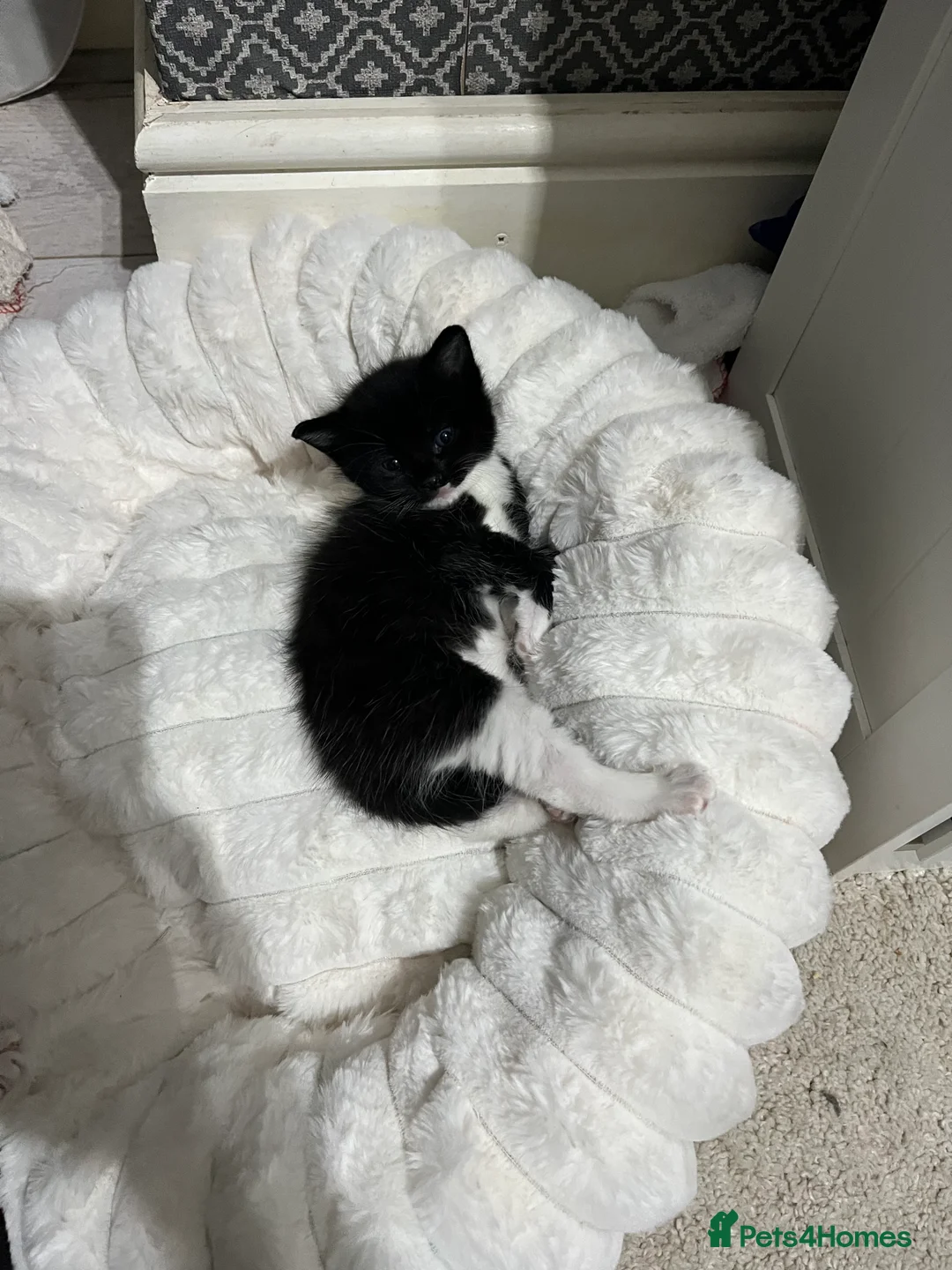 British Shorthair cats for sale: Mix of Persian and domestic short hair kittens - Advert 4