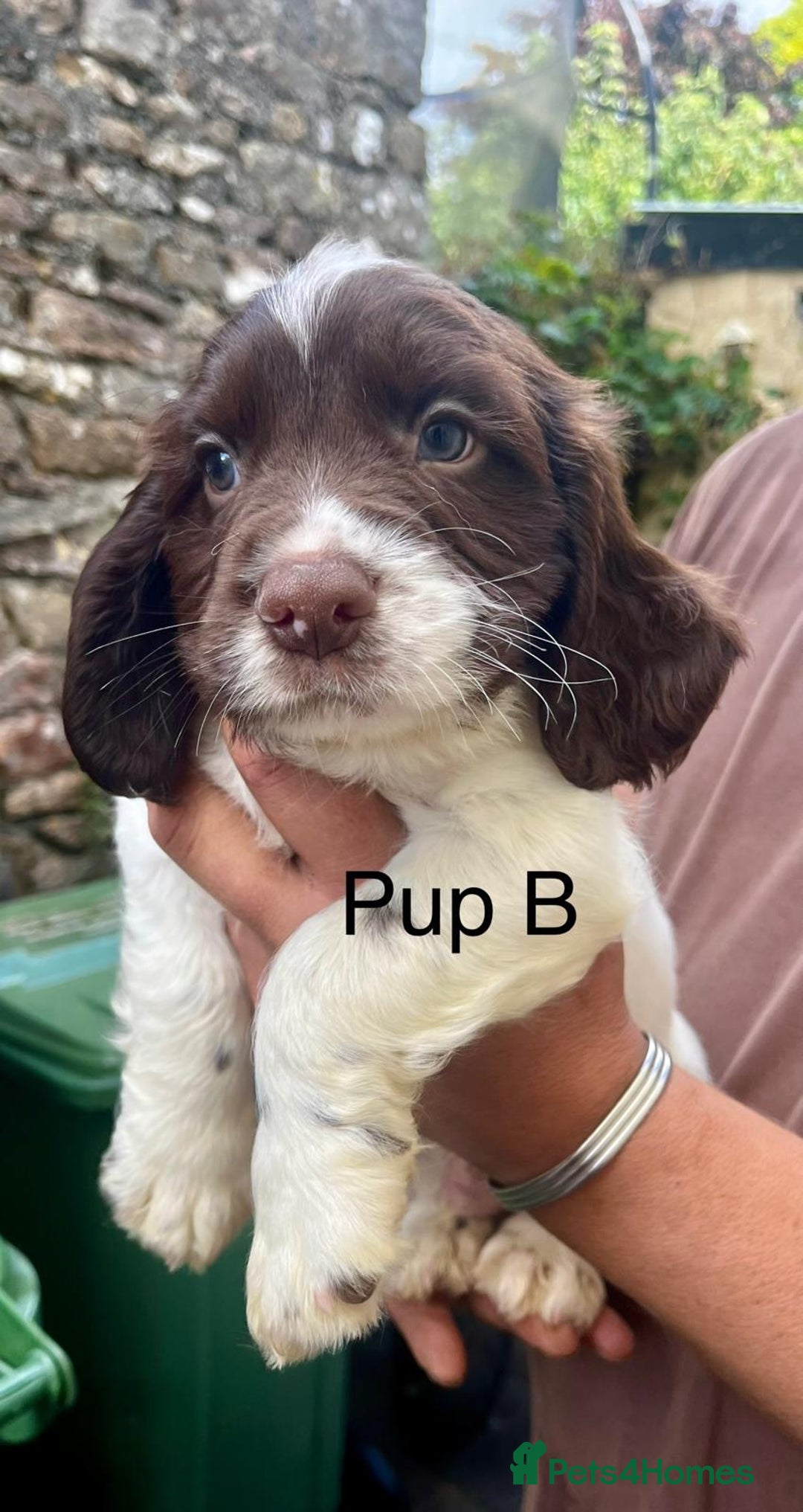 English Springer Spaniel dogs for sale: KC REG English Springer Spaniel - Image 6