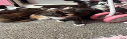 Mixed Breed cats for sale: Kittens ready to leave  in Rotherham - Advert 7