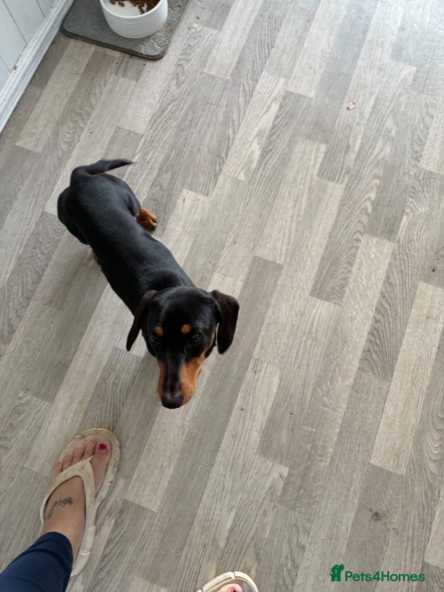 Miniature Dachshund dogs for sale: Miniature Dachshund  in Telford - Advert 4