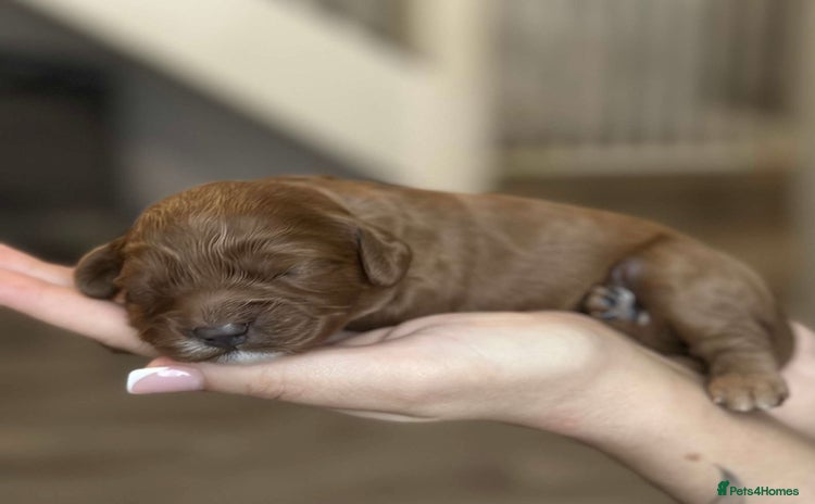 Cavapoo dogs - Advert 15