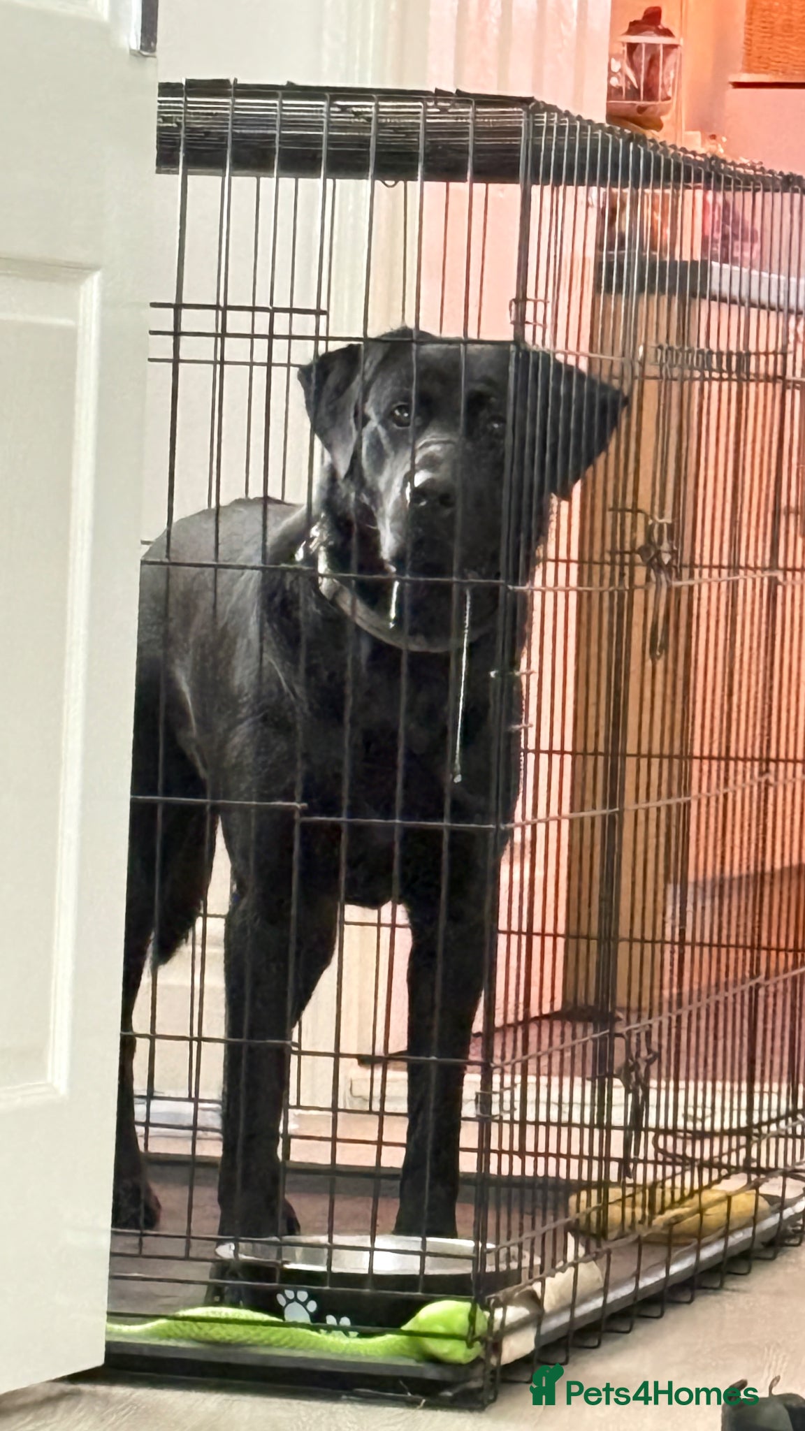 Sheprador dogs 15 Month old Lab x German shep - Advert 18