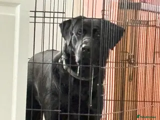 Sheprador dogs 15 Month old Lab x German shep - Advert 18