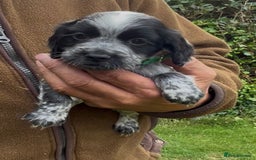 Cocker Spaniel dogs for sale: KC Reg Working Cocker spaniel puppies roan - Image 21