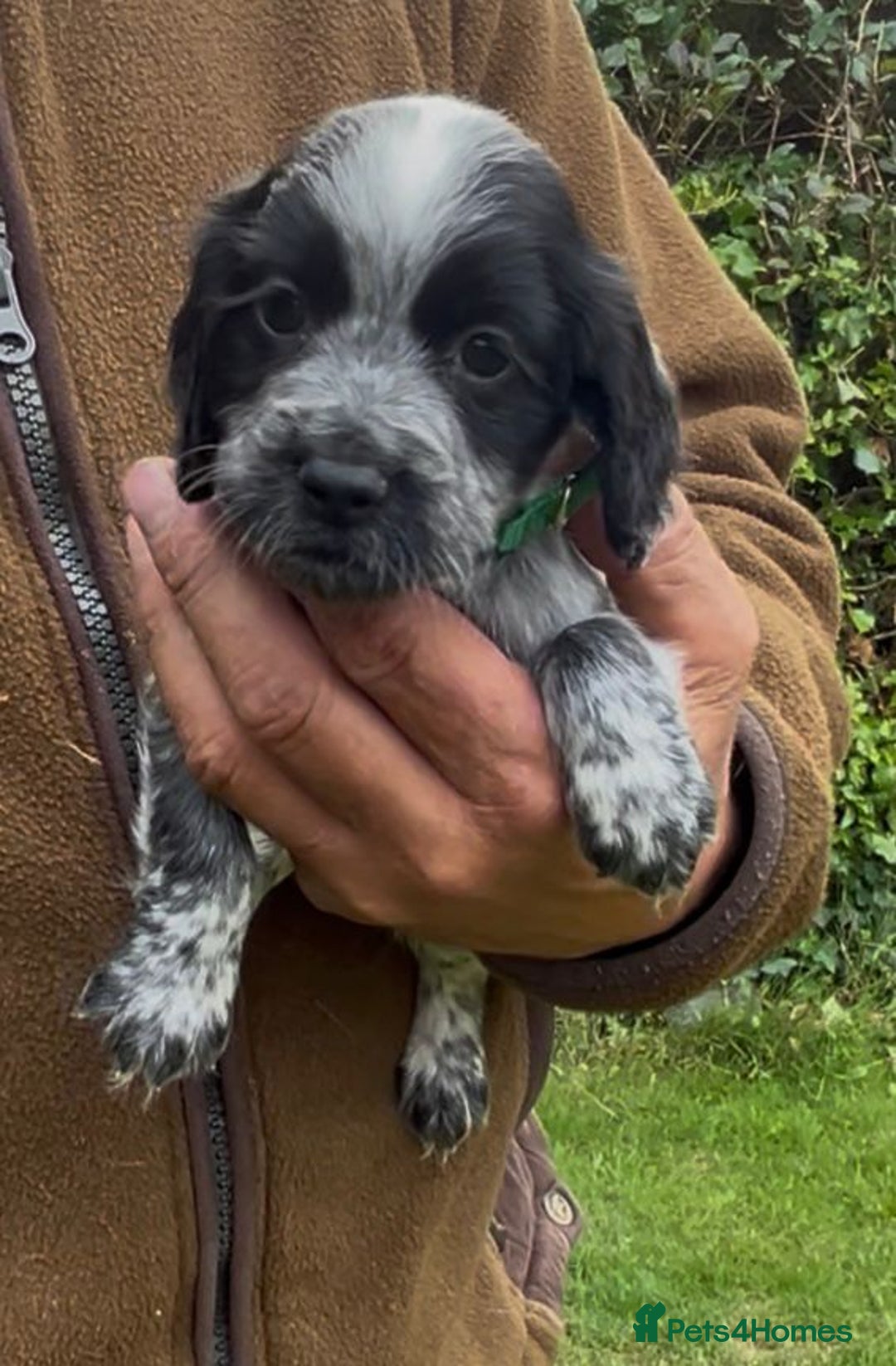 Cocker Spaniel dogs for sale: KC Reg Working Cocker spaniel puppies roan - Image 21