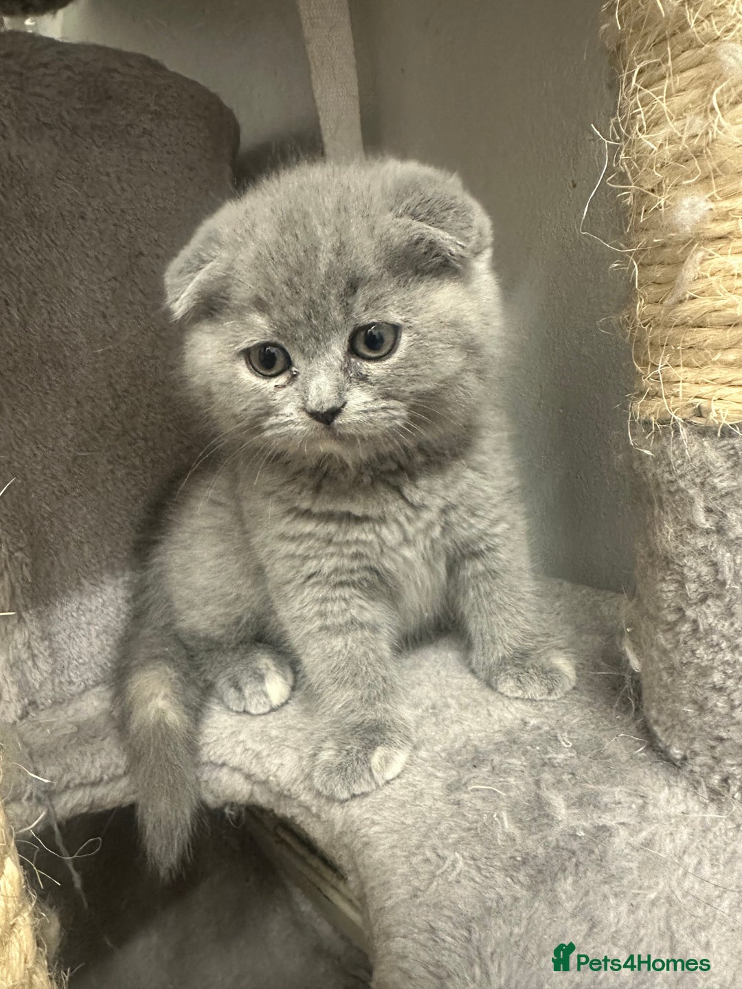 Scottish Fold cats for sale: ✨💜 Scottish Fold Girls For Sale 💜✨ - Advert 3