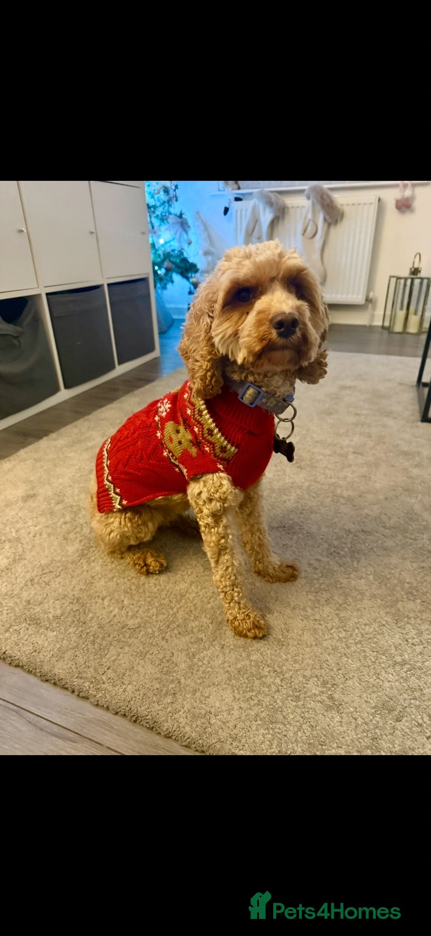 Cockapoo dogs for sale:  BEAUTIFUL TRI-COLOUR COCKAPOO GIRL FOR SALE 💕🐶 - Advert 6