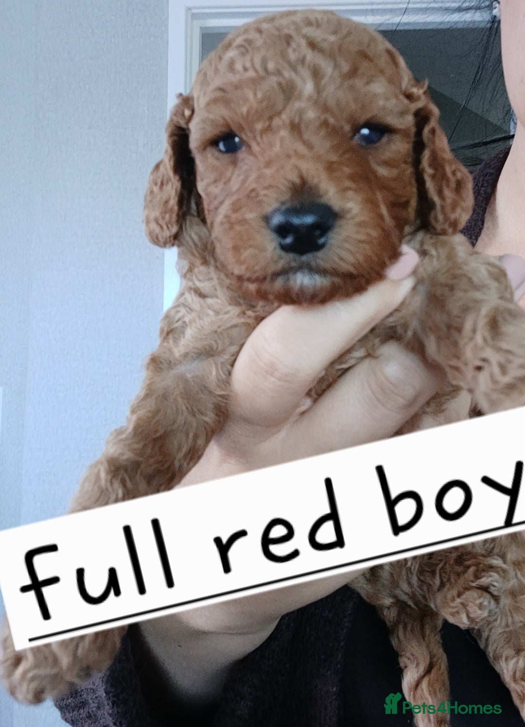 Cockapoo dogs for sale: Beautiful cockapoo puppies  - Image 3