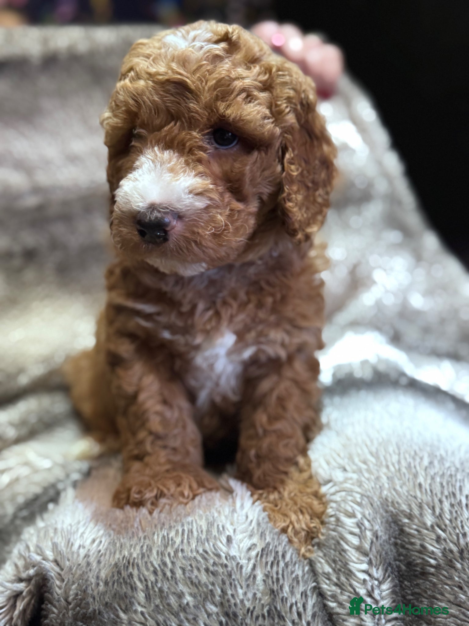 Mixed Breed dogs Cockadoodle puppies - Advert 4