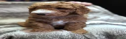 Mixed Breed dogs for sale: 7 week Cockadoodles. Reduced Price.  - Advert 6