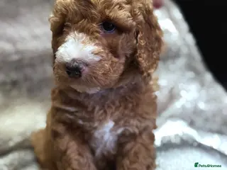 Mixed Breed dogs Cockadoodle puppies - Advert 4
