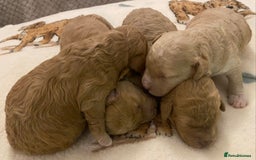 Cavapoo dogs for sale: Gorgeous Teddybear Cavapoo Puppies health checked  - Advert 16