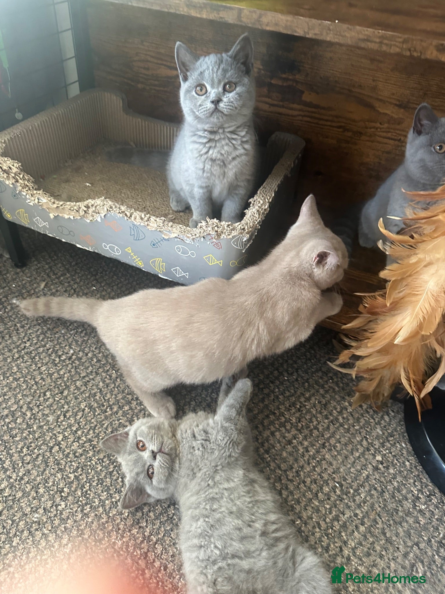 British Shorthair cats British Shorthair GCCF-registered Kittens  - Advert 1