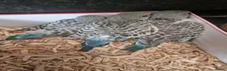 Budgerigars birds for sale: 4 blue chicks and 1 adult male  - Advert 31