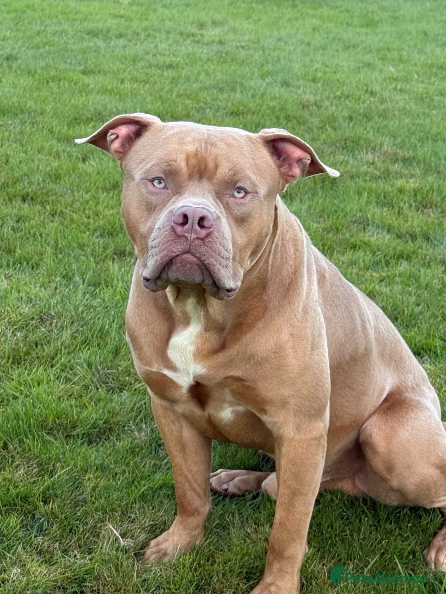 Mixed Breed dogs for sale: 11 month old Cane corso X Borboel  - Advert 11