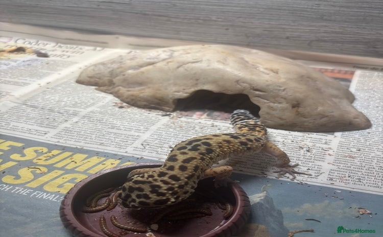 Leopard Gecko reptiles - Advert 1