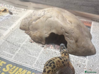 Leopard Gecko reptiles - Advert 33