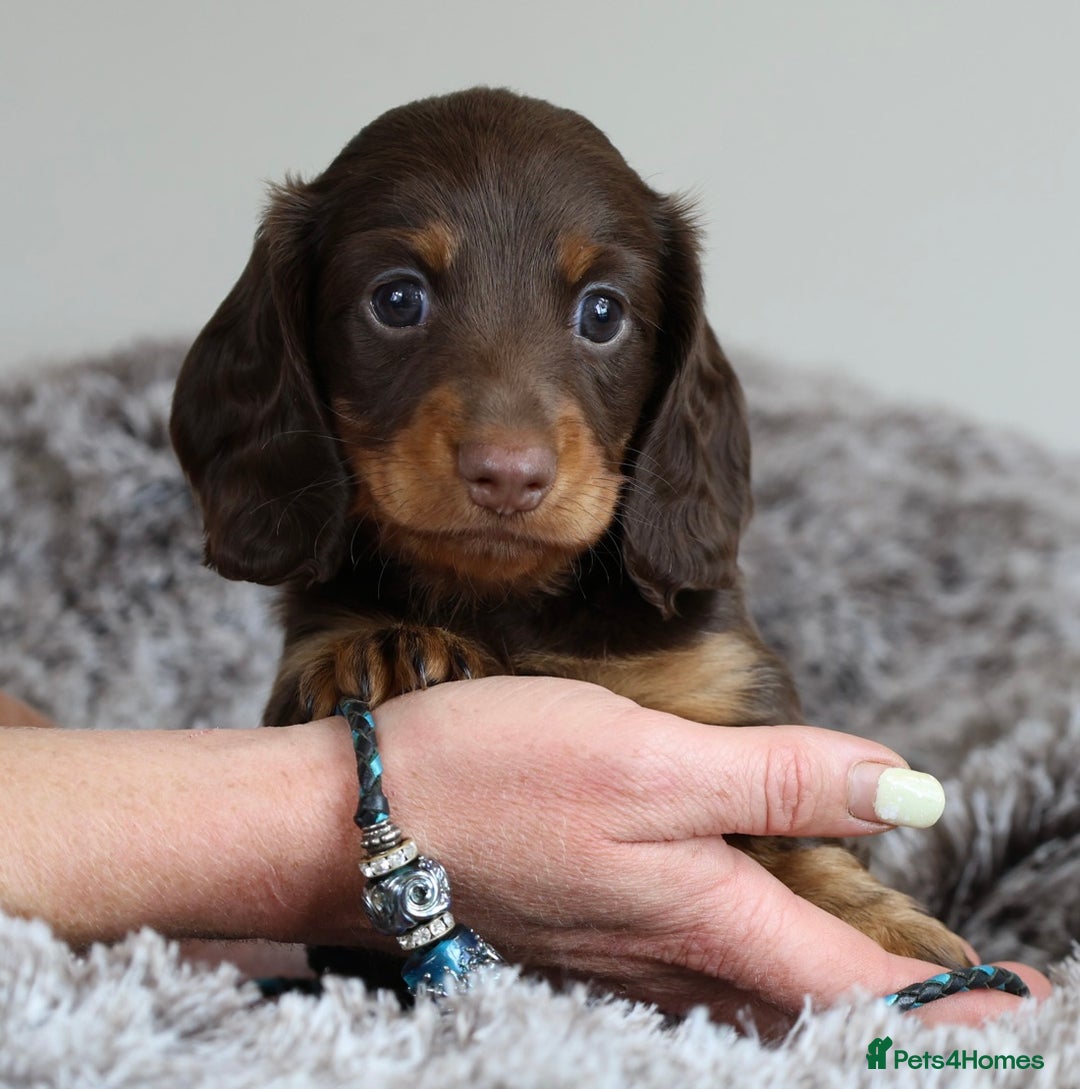 Miniature Dachshund dogs for sale: PEDIGREE MINIATURE LONGHAIRED DACHSHUNDS  - Image 19