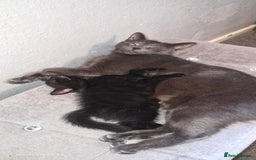 Mixed Breed cats for sale: Black kittens  - Image 4