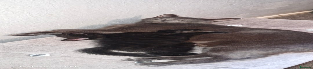 Mixed Breed Kitten 1