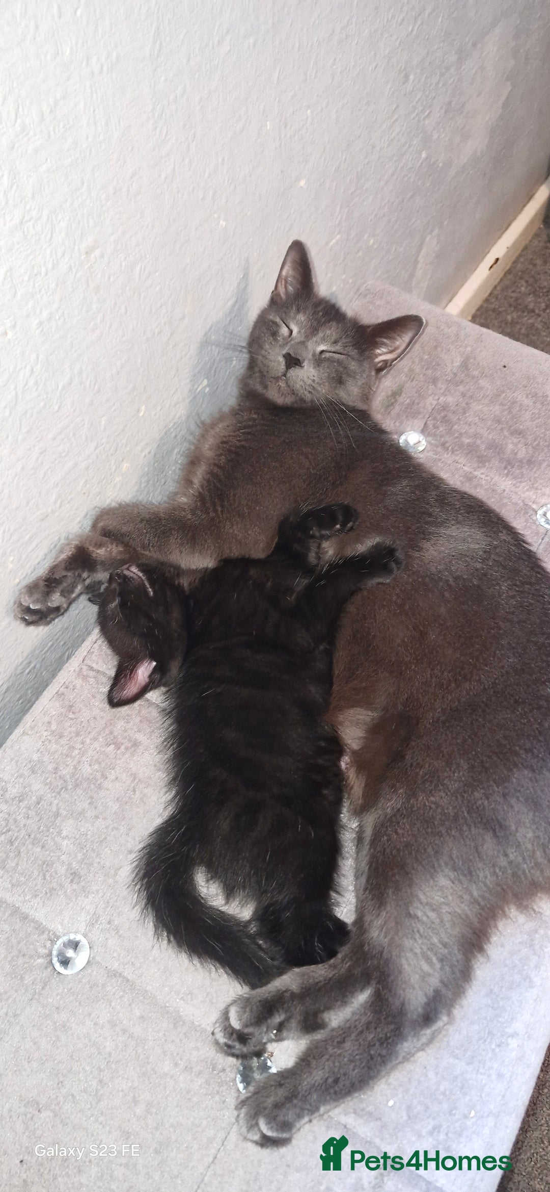 Mixed Breed cats for sale: Black kittens  - Image 4