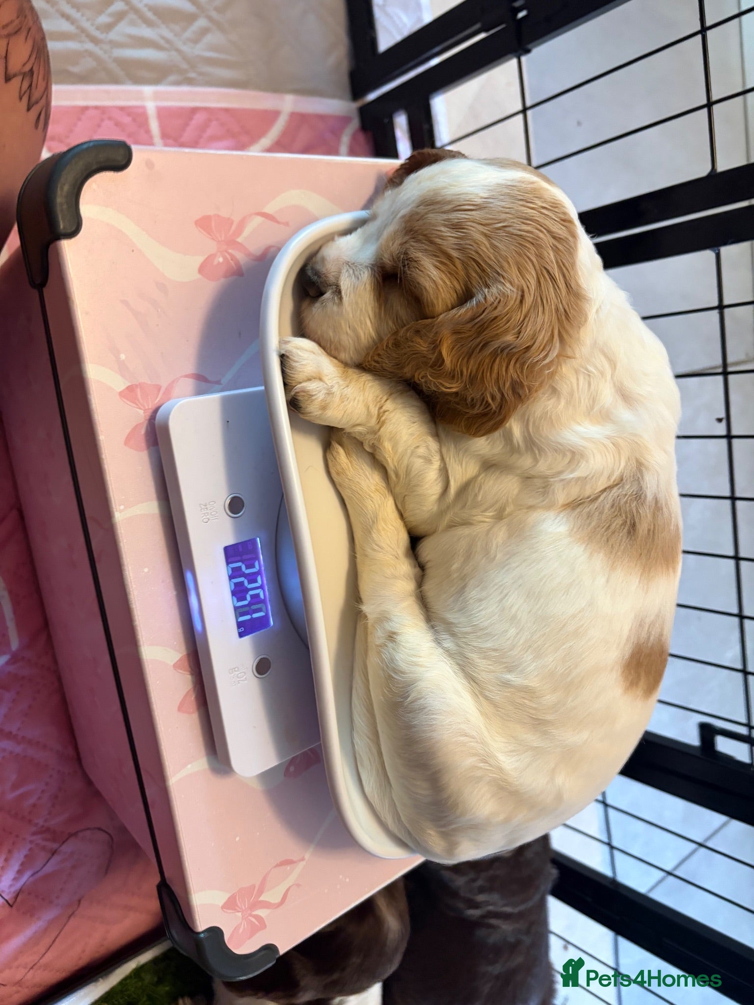 Cocker Spaniel dogs ✨🐾 EXQUISITE WORKING COCKER SPANIEL PUPPIES 🐾✨ - Advert 2