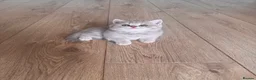 British Shorthair cats for sale: Adorable pure British shorthair kittens  - Advert 14
