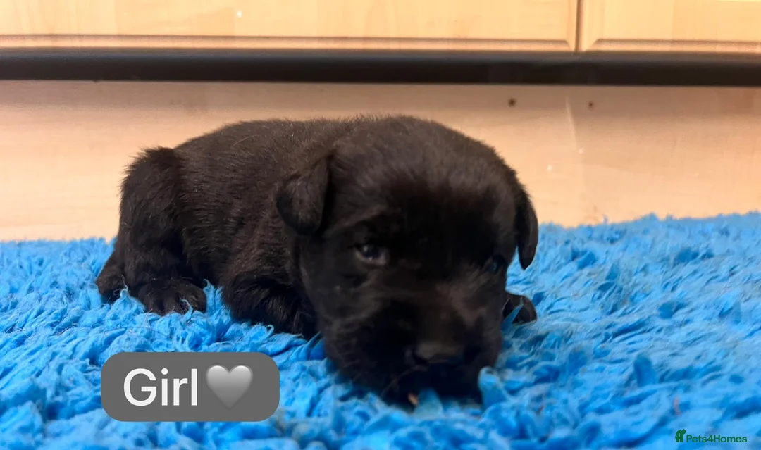 Labrador Retriever dogs for sale: Gorgeous chunky black Labrador puppies  - Advert 7