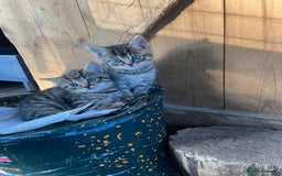 Domestic Shorthair cats for sale: Gorgeous 1/2 Bengals kittens - Image 8