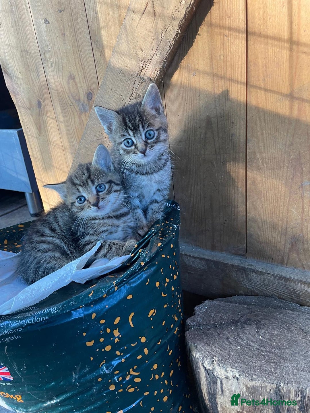 Domestic Shorthair cats for sale: Gorgeous 1/2 Bengals kittens - Image 8