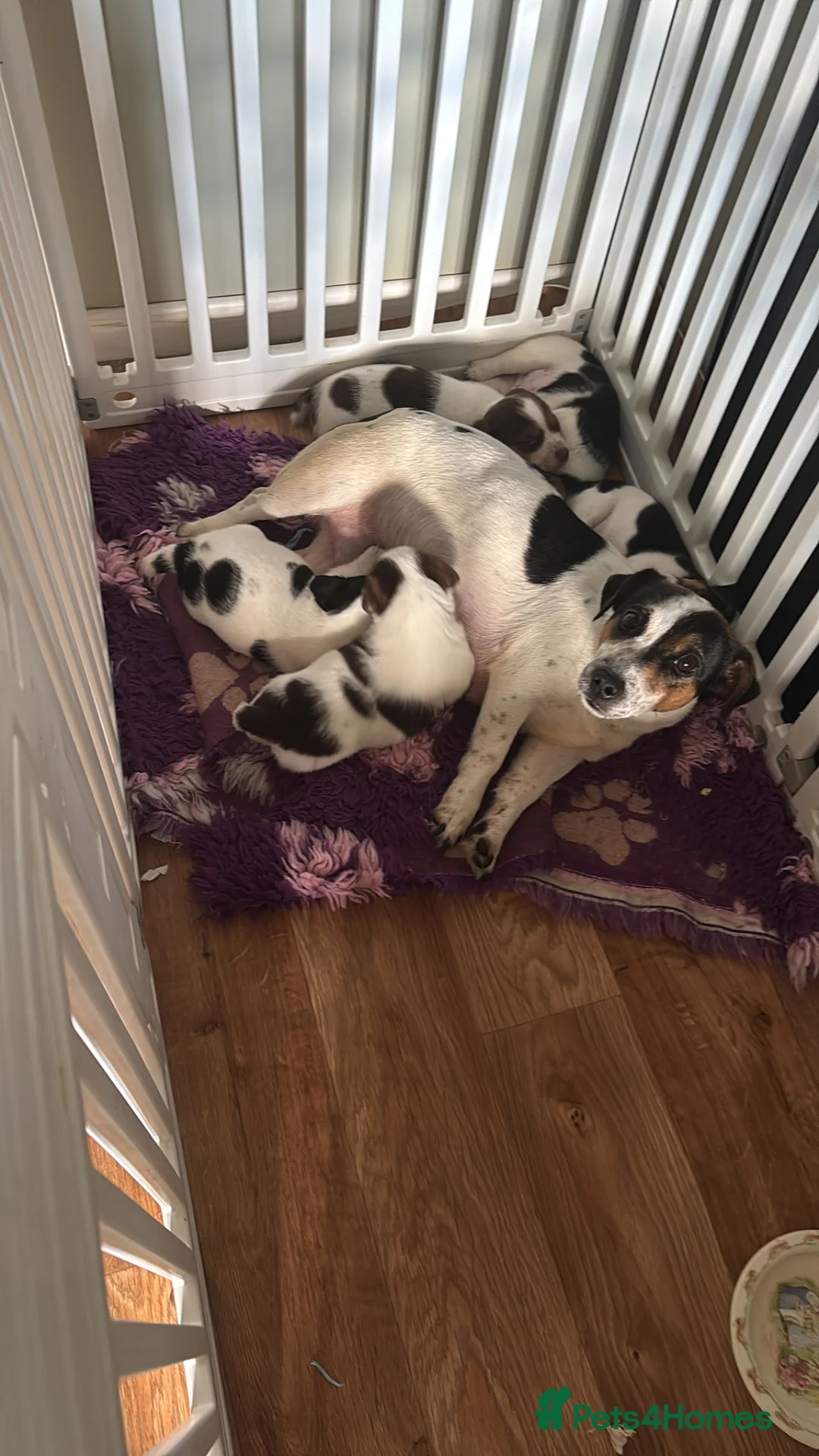 Jack Russell dogs for sale: Gorgeous working traditional Jacks - readu - Advert 1