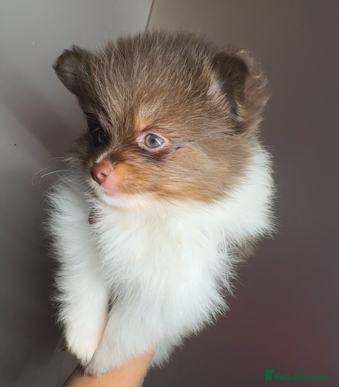 Pomeranian dogs Pomeranians - Advert 2