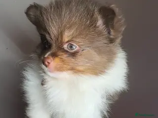 Pomeranian dogs Pomeranians - Advert 2