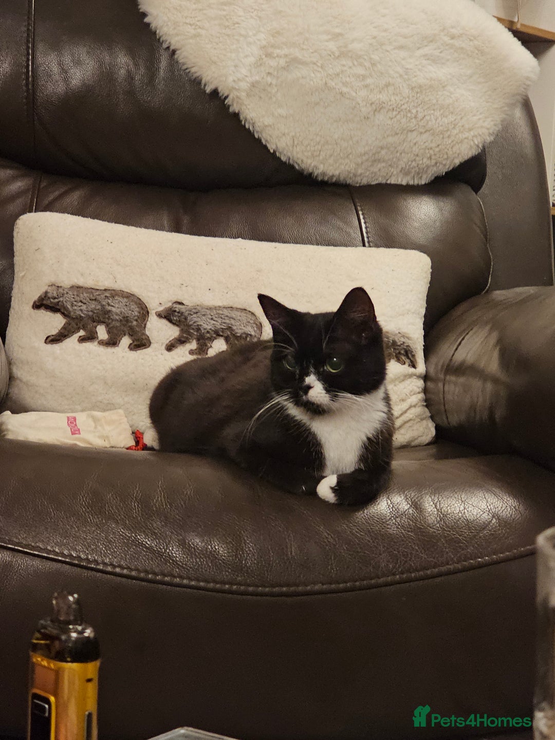 Mixed Breed cats for sale:  **  Beautiful  **  Kittens  **  - Advert 2
