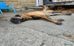 Belgian Shepherd Dog dogs for sale: Calm, loving Athena - Image 4