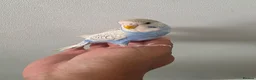Budgerigars birds for sale: Hand tamed baby budgies for sale  - Advert 3