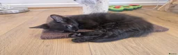 Mixed Breed cats for sale: Gorgeous mixed kittens - Advert 9