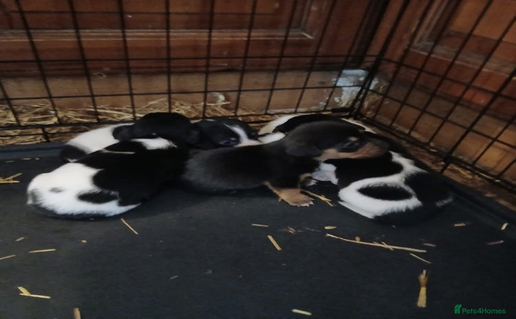 Mixed Breed dogs Adorable Dachshund x Jack Russell pups - Advert 1