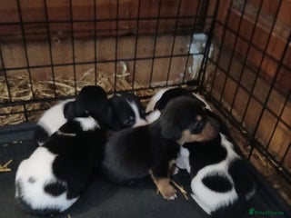Mixed Breed dogs Adorable Dachshund x Jack Russell pups - Advert 1