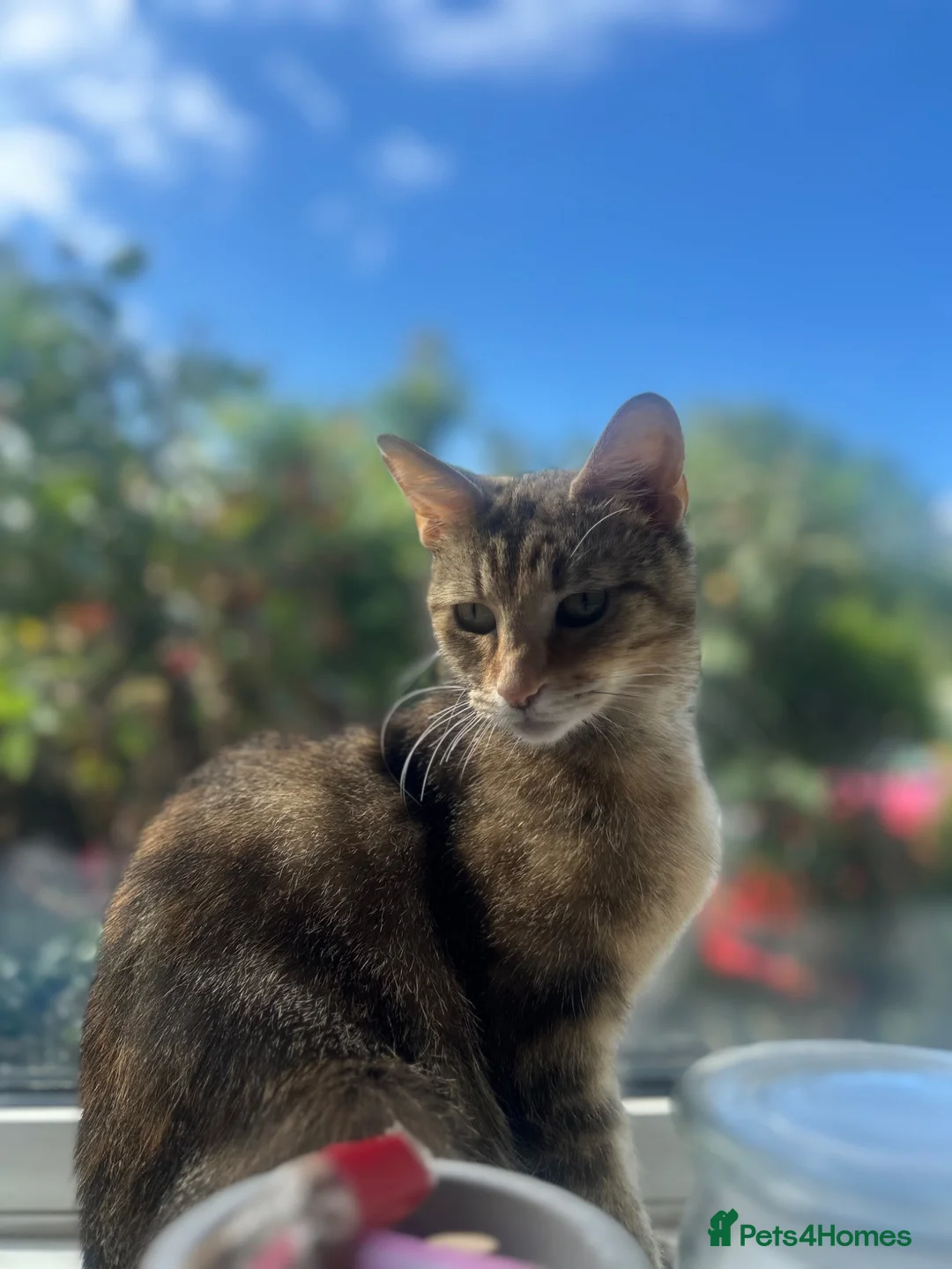 Mixed Breed cats for sale: Healthy loving female young cat - Advert 2