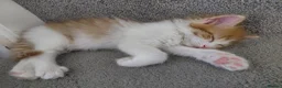 Mixed Breed cats for sale: Lovely kittens looking for a new home 💚 - Advert 1