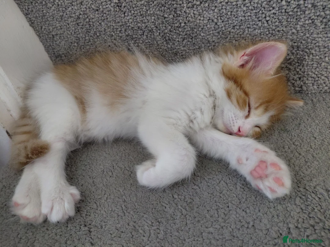 Mixed Breed cats for sale: Lovely kittens looking for a new home 💚 - Advert 1