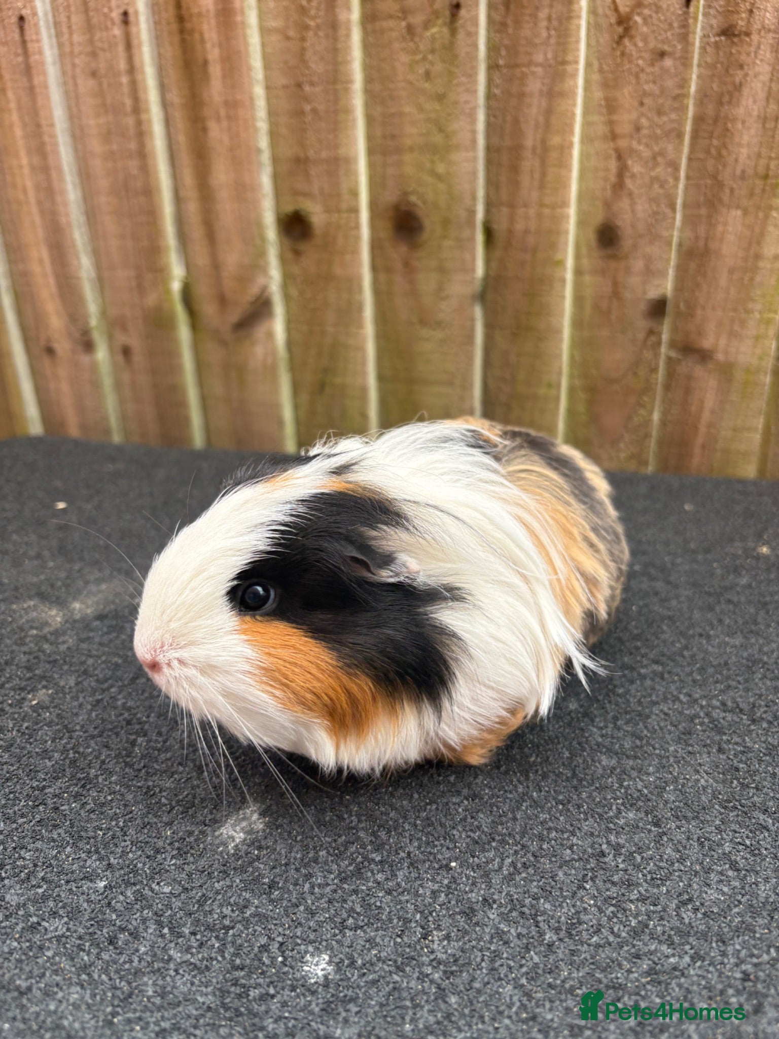 Guinea Pig rodents 2 bonded sows - Advert 2