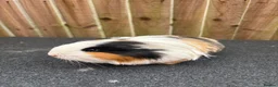 Guinea Pig rodents for sale: 2 bonded sows - Advert 1