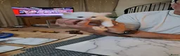 Ragdoll cats for sale: Four Beautiful Ragdoll kittens  - Advert 6