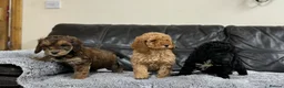 Cockapoo dogs for sale: Ready now!!Beautiful mini cockapoo puppy’s🩷🩵 - Advert 33