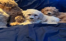 Cavapoo dogs for sale: Cavapoo puppy's  - Image 8