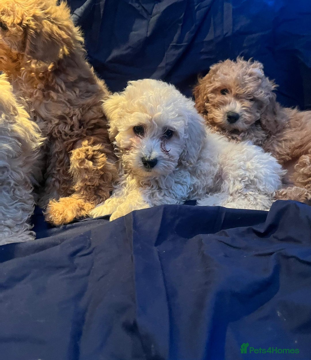 Cavapoo dogs for sale: Cavapoo puppy's  - Image 8