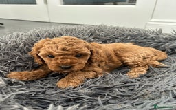 Cavapoo dogs for sale: F1B CAVAPOO FOX RED - Image 11
