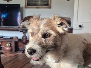 Jack Russell dogs Jack Russell Stud - Advert 3